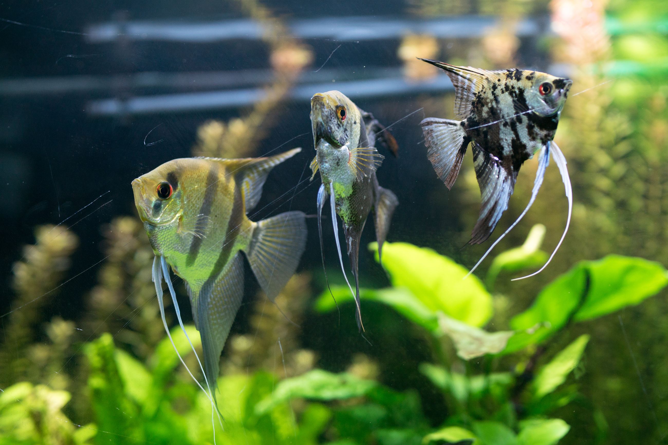 Angelfish, Shutterstock Image Credit: Anton Ogorodov