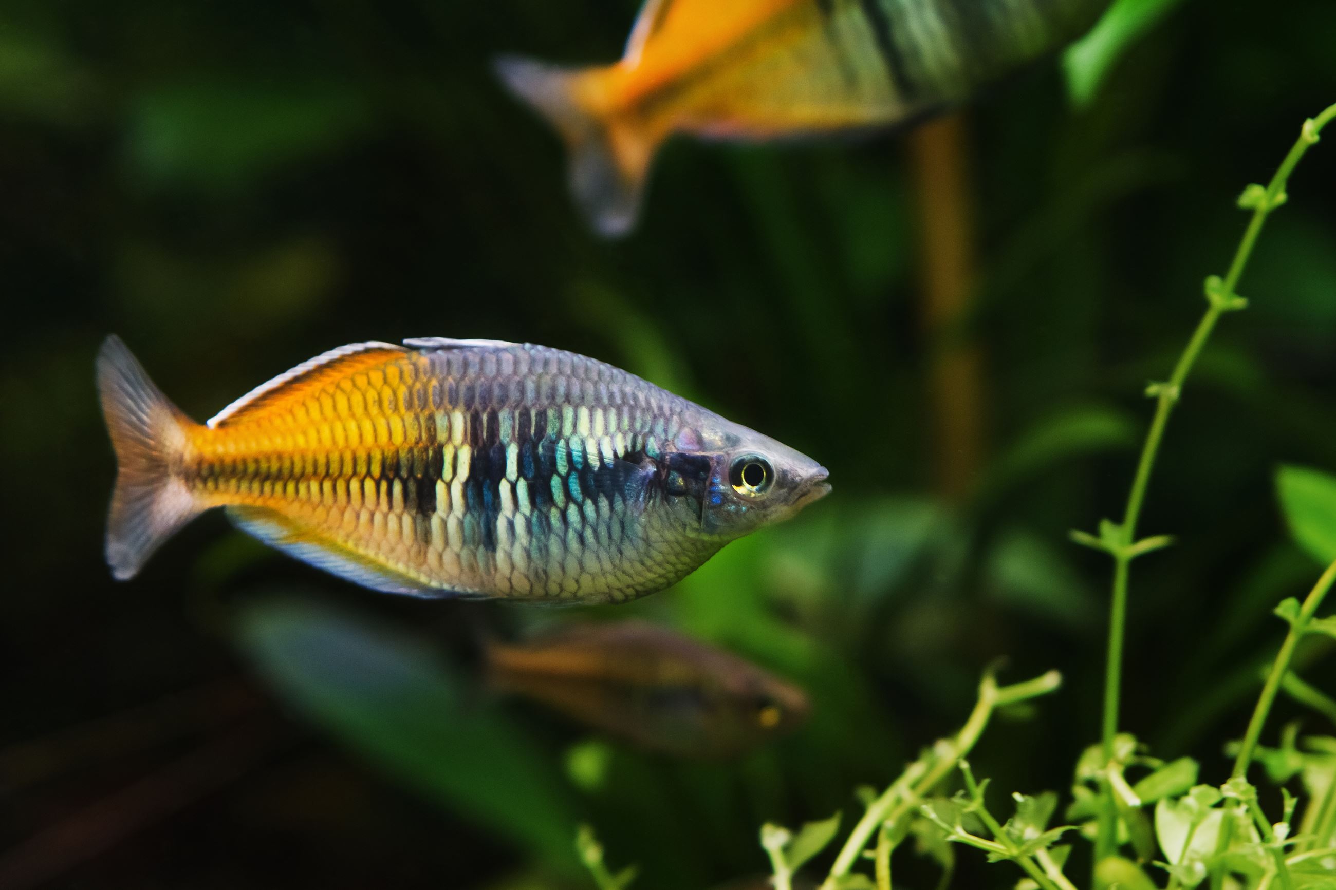 Boesemans rainbowfish, Shutterstock Image Credit: Aleron Val