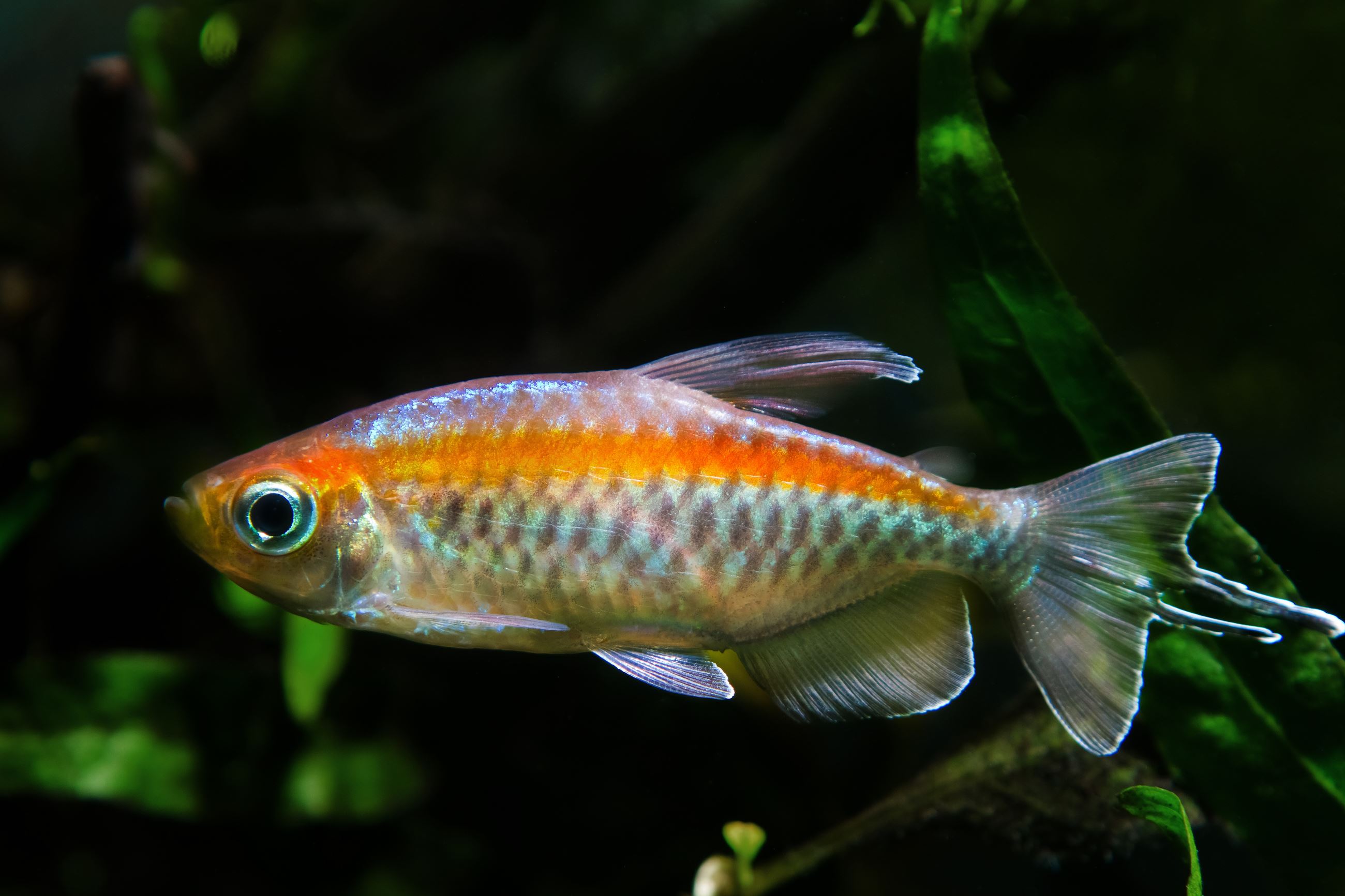 Congo tetra, Shutterstock Image Credit: Aleron Val