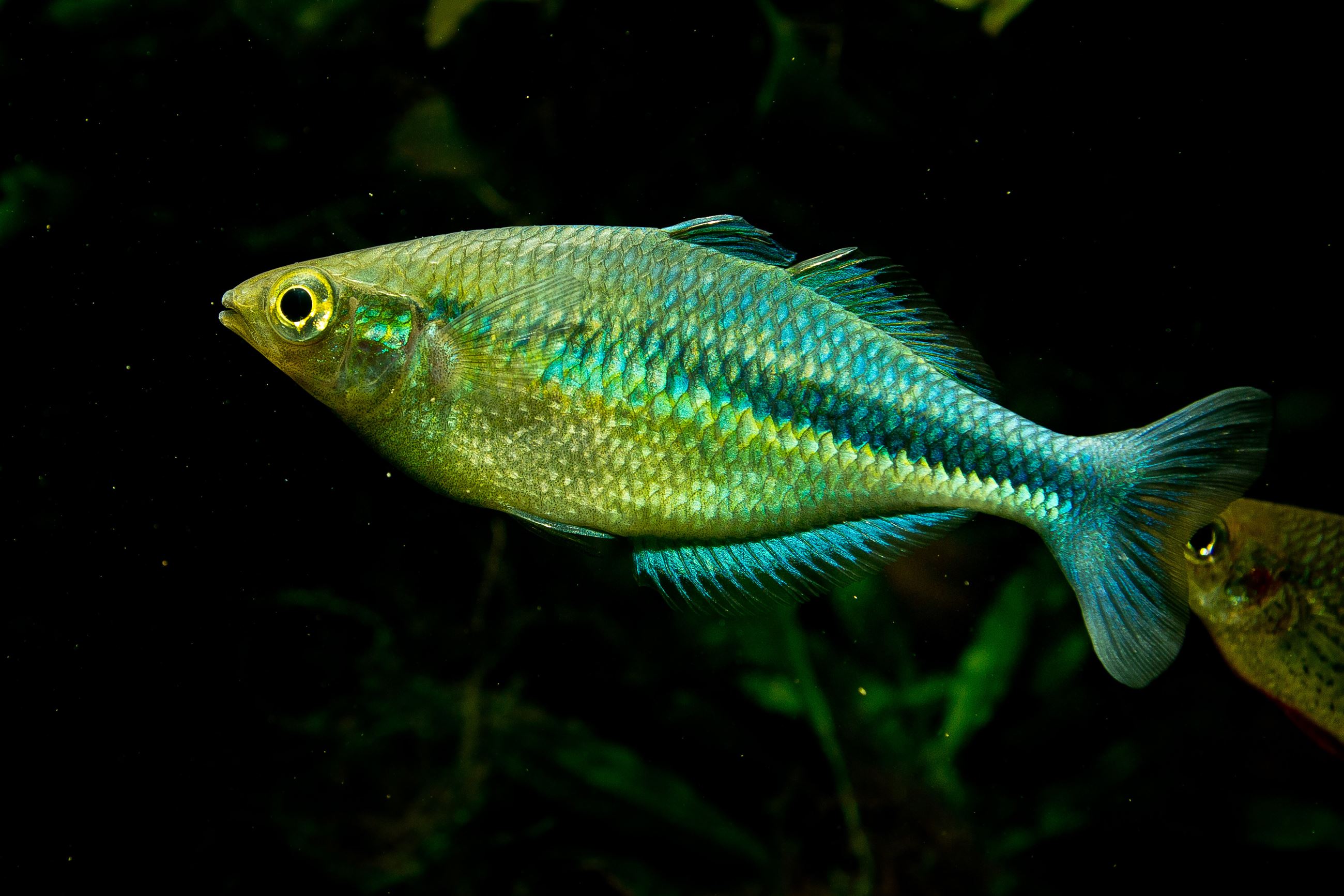 Lake Kutubu rainbowfish, Shutterstock Image Credit: Gonzalo Jara