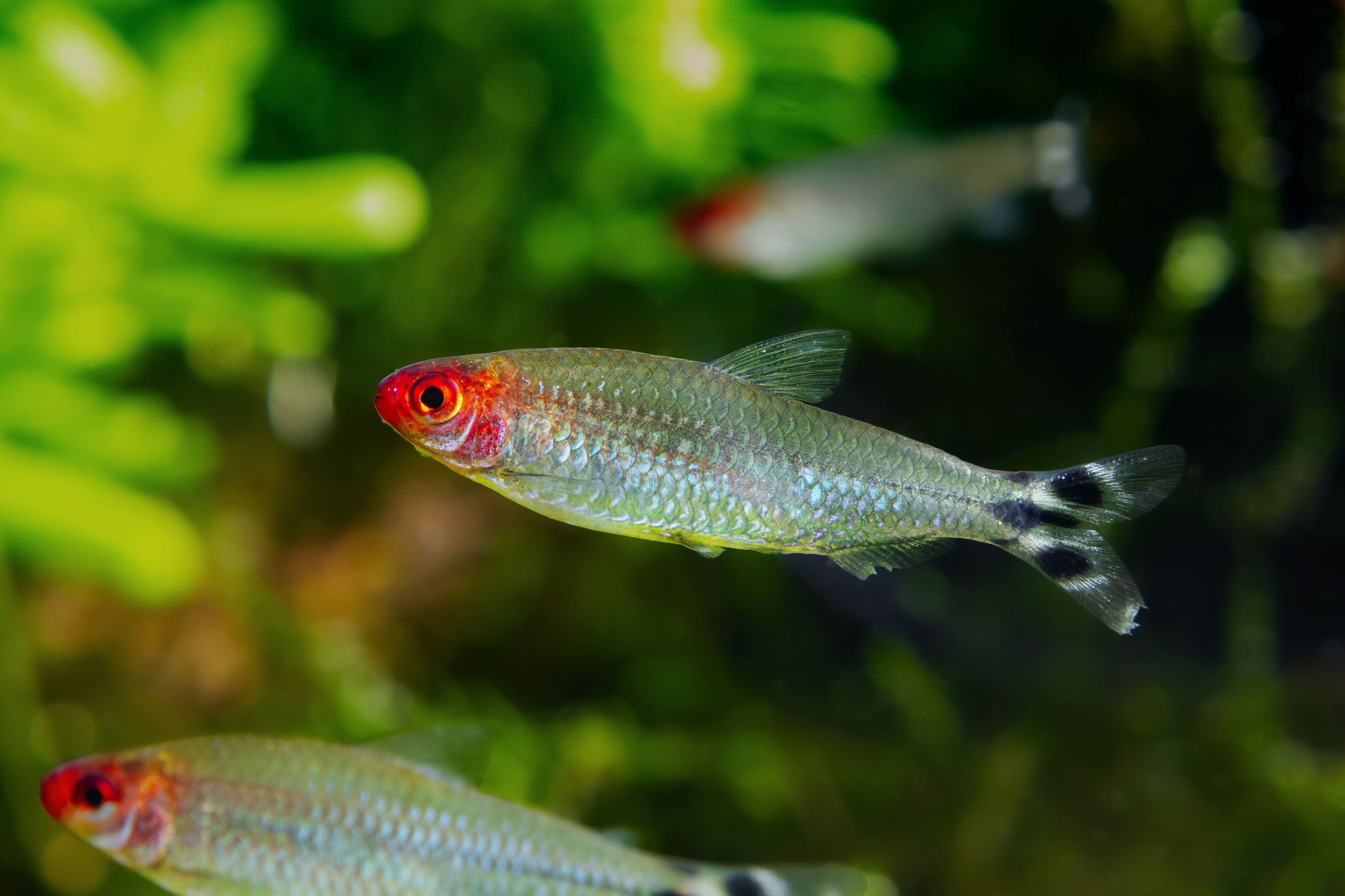 Rummy-nose tetra, Shutterstock Image Credit: Aleron Val