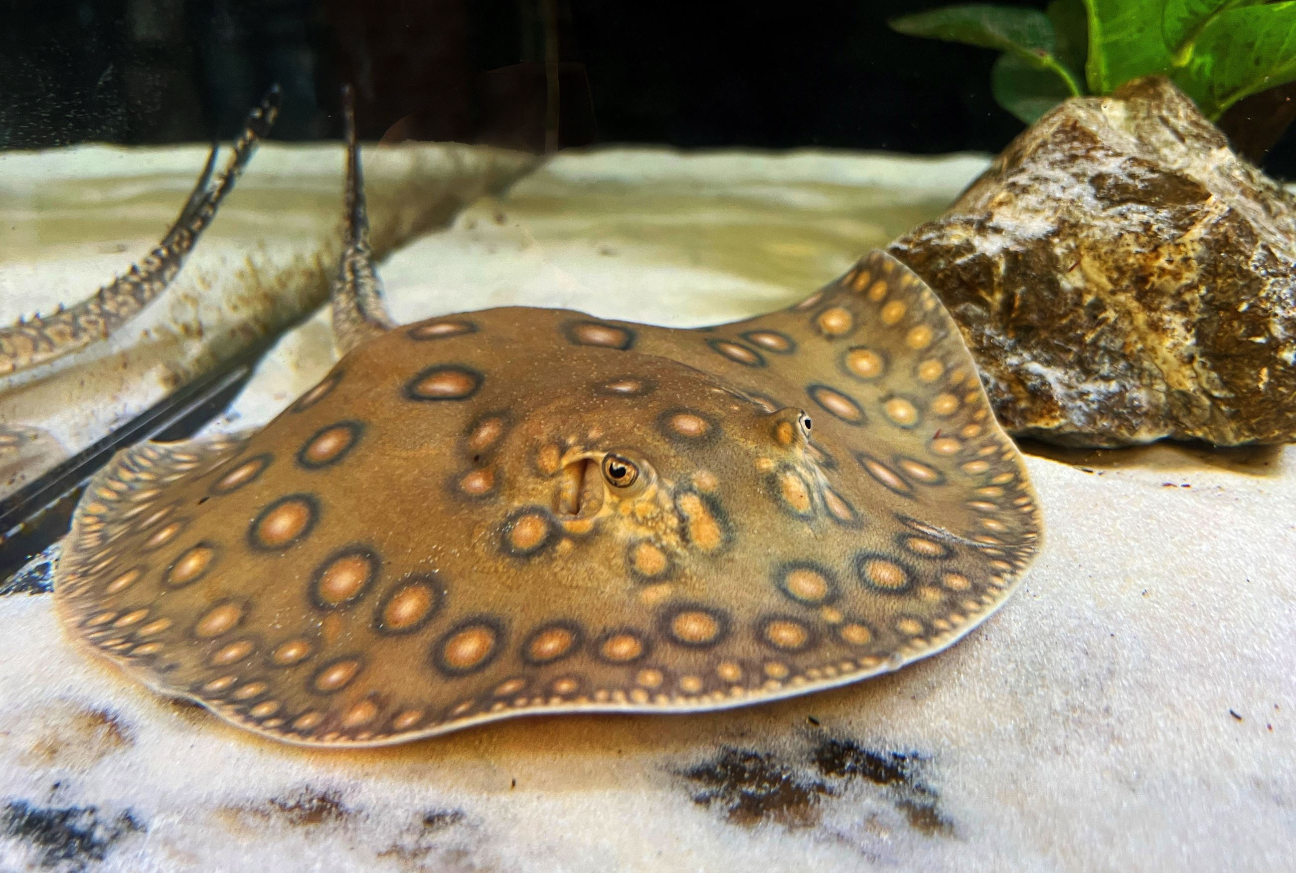 Motoro Stingray named Hammy