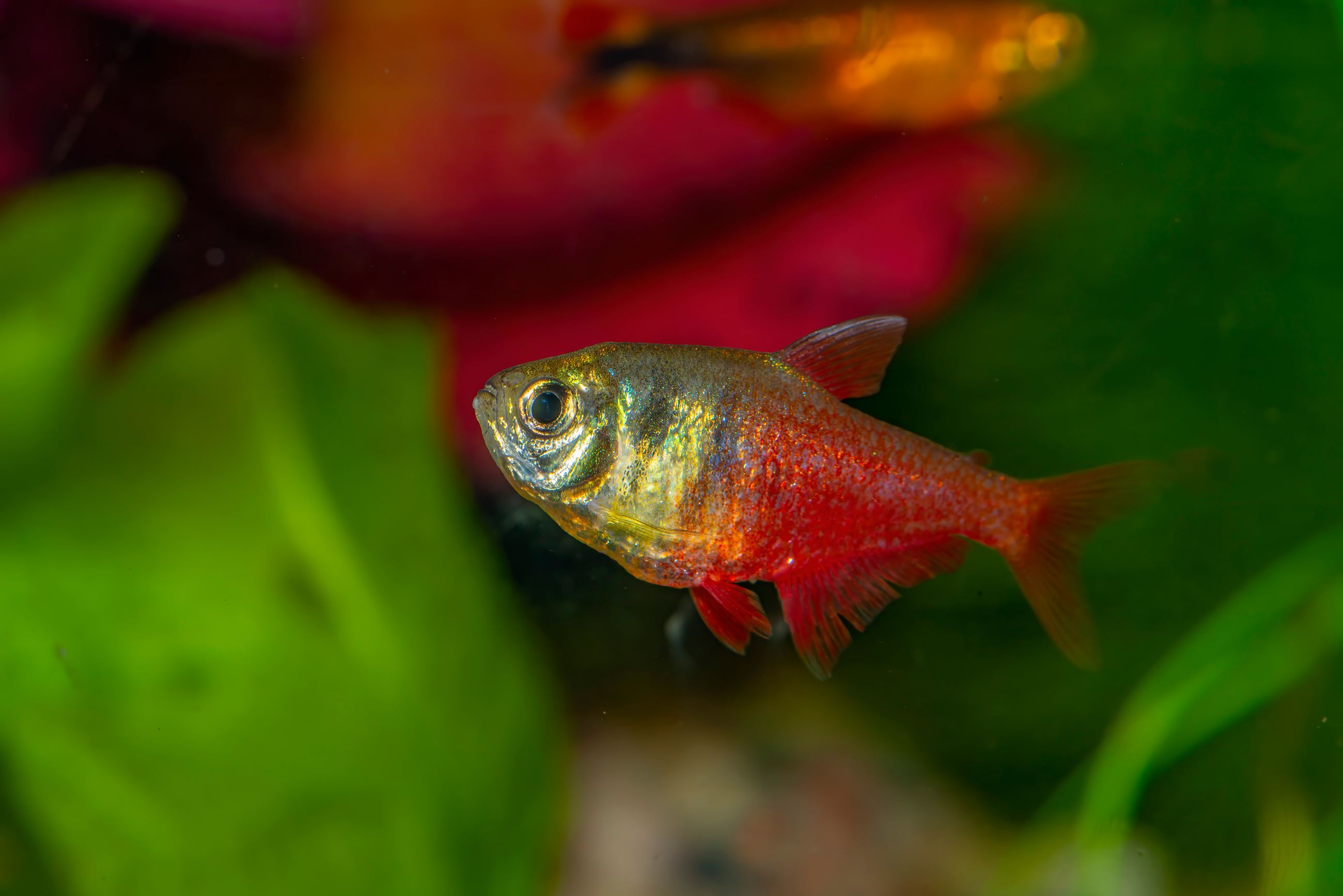 Flame Tetra, Shutterstock Image Credit: Karel Zahradka