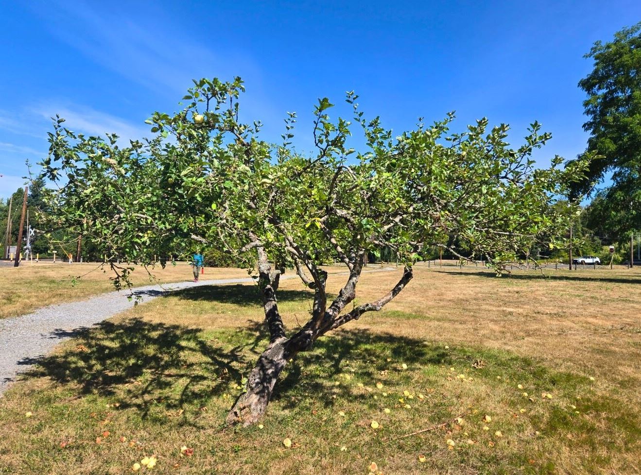 apple tree in the park