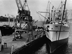 Black and white photo of docked ships